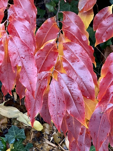 Prunus serotina