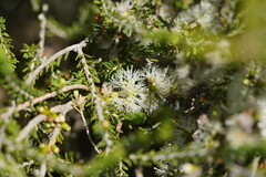 Melaleuca lanceolata