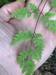 Pteris macilenta
