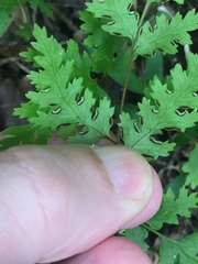 Pteris macilenta