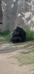 Gorilla