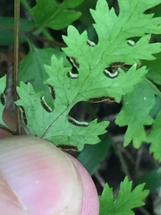 Pteris macilenta