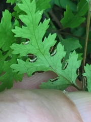 Pteris macilenta