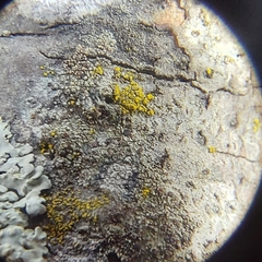 Candelariella xanthostigmoides