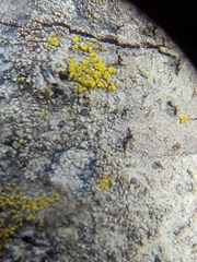 Candelariella xanthostigmoides