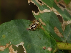 Opisthoncus sexmaculatus