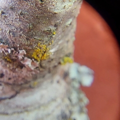 Candelariella xanthostigmoides