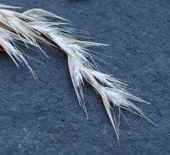 Rytidosperma bipartitum