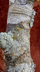 Candelariella xanthostigmoides