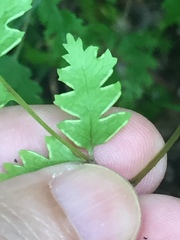 Pteris macilenta