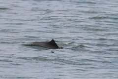 Phocoena phocoena vomerina
