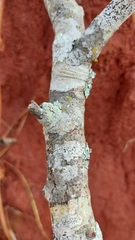 Candelariella xanthostigmoides