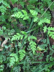 Pteris macilenta