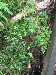 Pteris macilenta