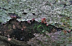 Psilocybe caerulipes