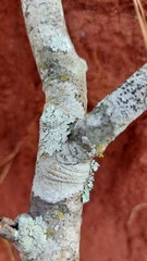 Candelariella xanthostigmoides