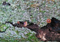 Psilocybe caerulipes