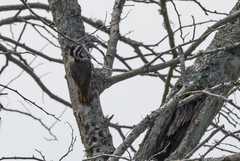 Chloropicus namaquus