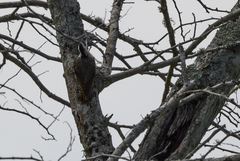 Chloropicus namaquus