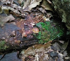 Psilocybe caerulipes