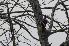 Chloropicus namaquus