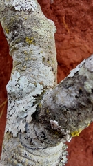 Candelariella xanthostigmoides