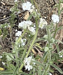 Cryptantha