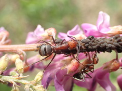 Formica integra