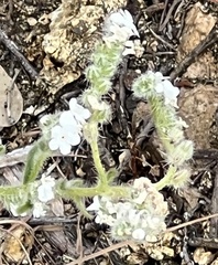 Cryptantha