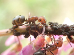 Formica integra