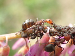 Formica integra