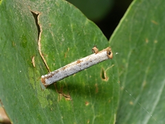 Hemibela