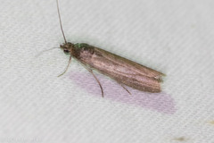 Phycitinae