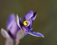 Thelymitra holmesii