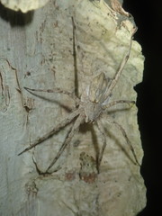 Ornodolomedes