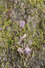 Melaleuca decussata
