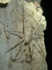 Ornodolomedes