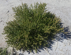 Allenrolfea occidentalis