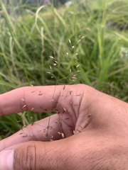 Poa palustris