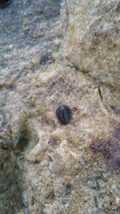 Siphonaria lessonii