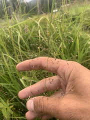 Poa palustris