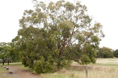 Eucalyptus viminalis cygnetensis