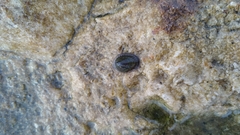 Siphonaria lessonii