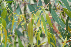 Eucalyptus viminalis cygnetensis