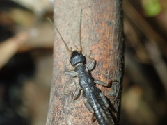 Pygidicraninae