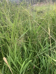 Poa palustris