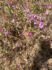 Clarkia