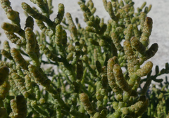 Allenrolfea occidentalis