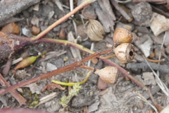 Eucalyptus viminalis cygnetensis