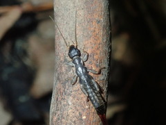 Pygidicraninae